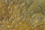Pennsylvanian, Fossil Microbial Mat - Oklahoma #133152-1